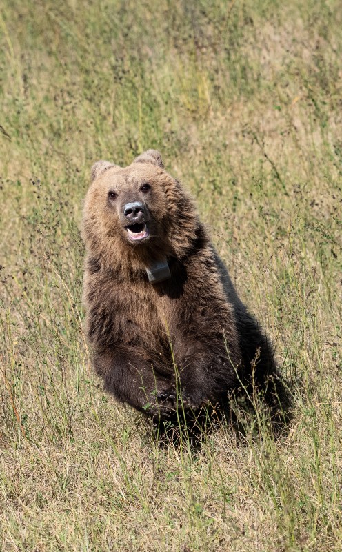Η αρκούδα «Γλύκα» επανεντάχτηκε στη φύση