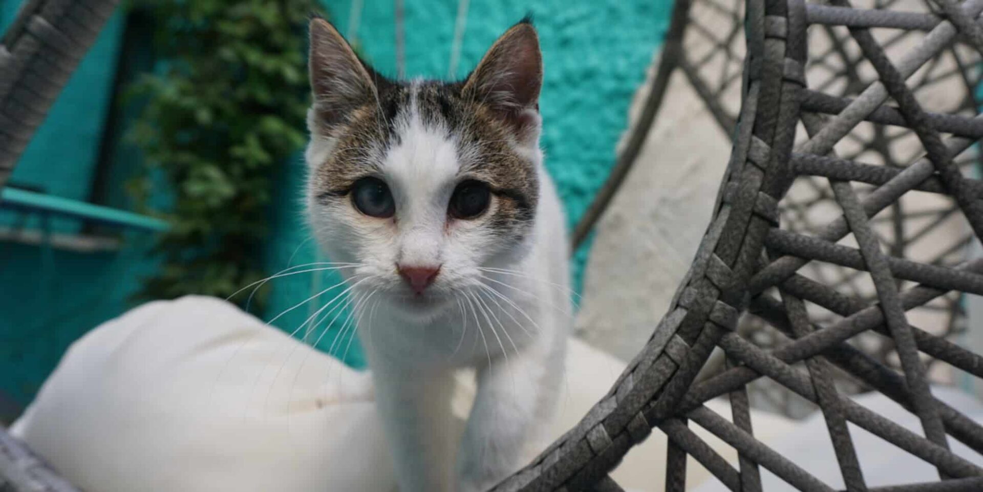 Γάτα στο Cat Cafe Athens