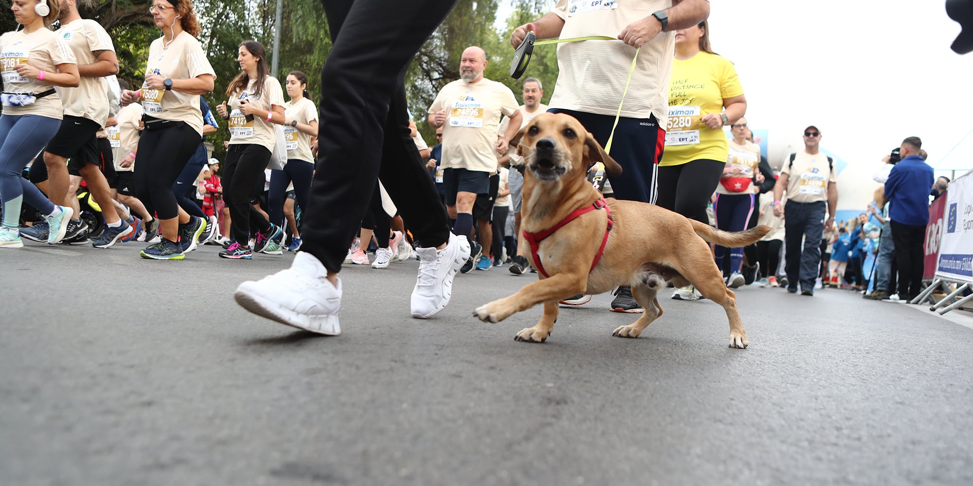 marathonios skilos - Μαραθώνιος: Έτρεξαν στο κέντρο της Αθήνας άνθρωποι με αμαξίδια, αλλά και με σκυλιά στην αγκαλιά (εικόνες)