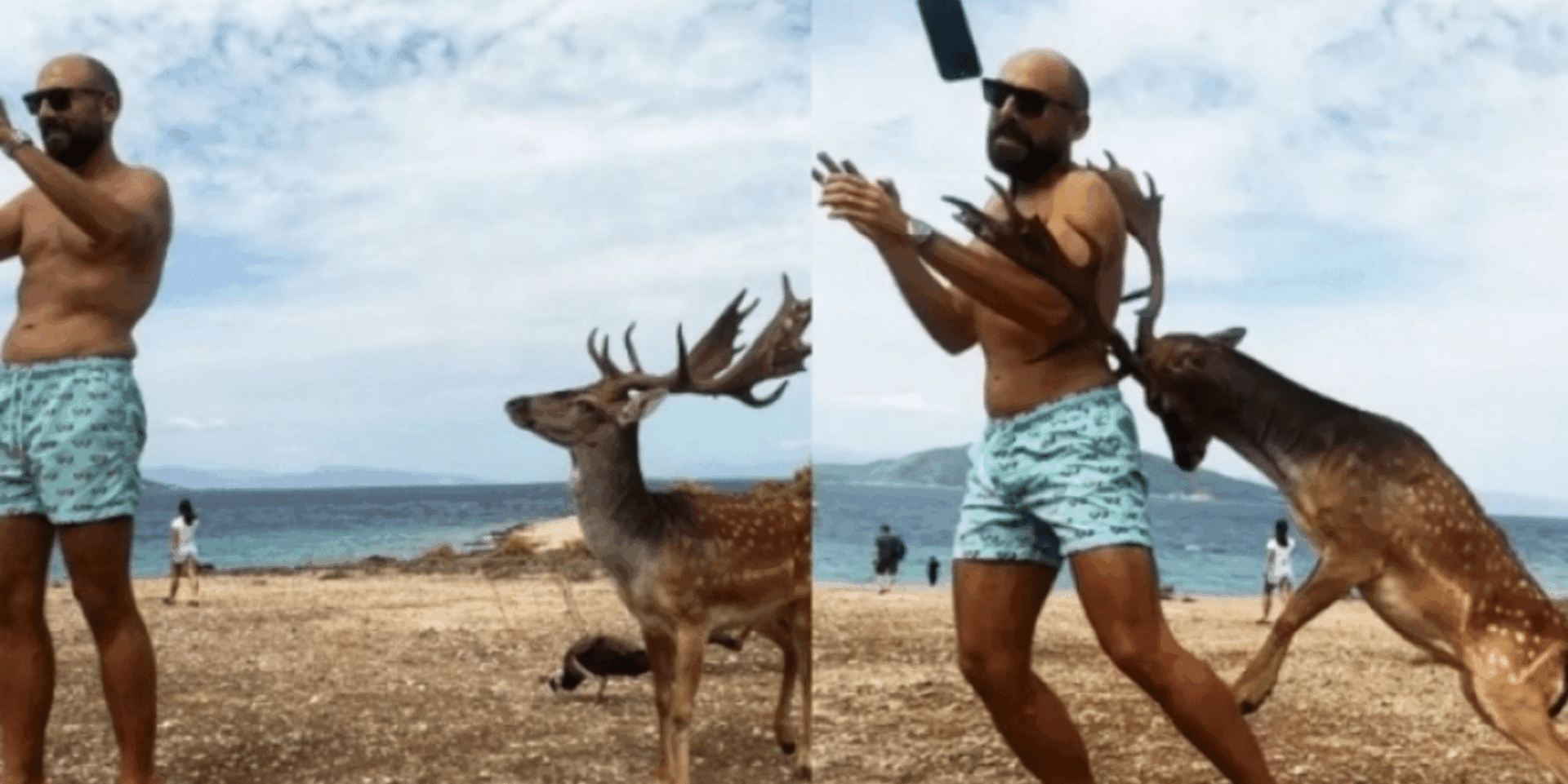 Ο τουρίστας στην Αίγινα και το ελάφι