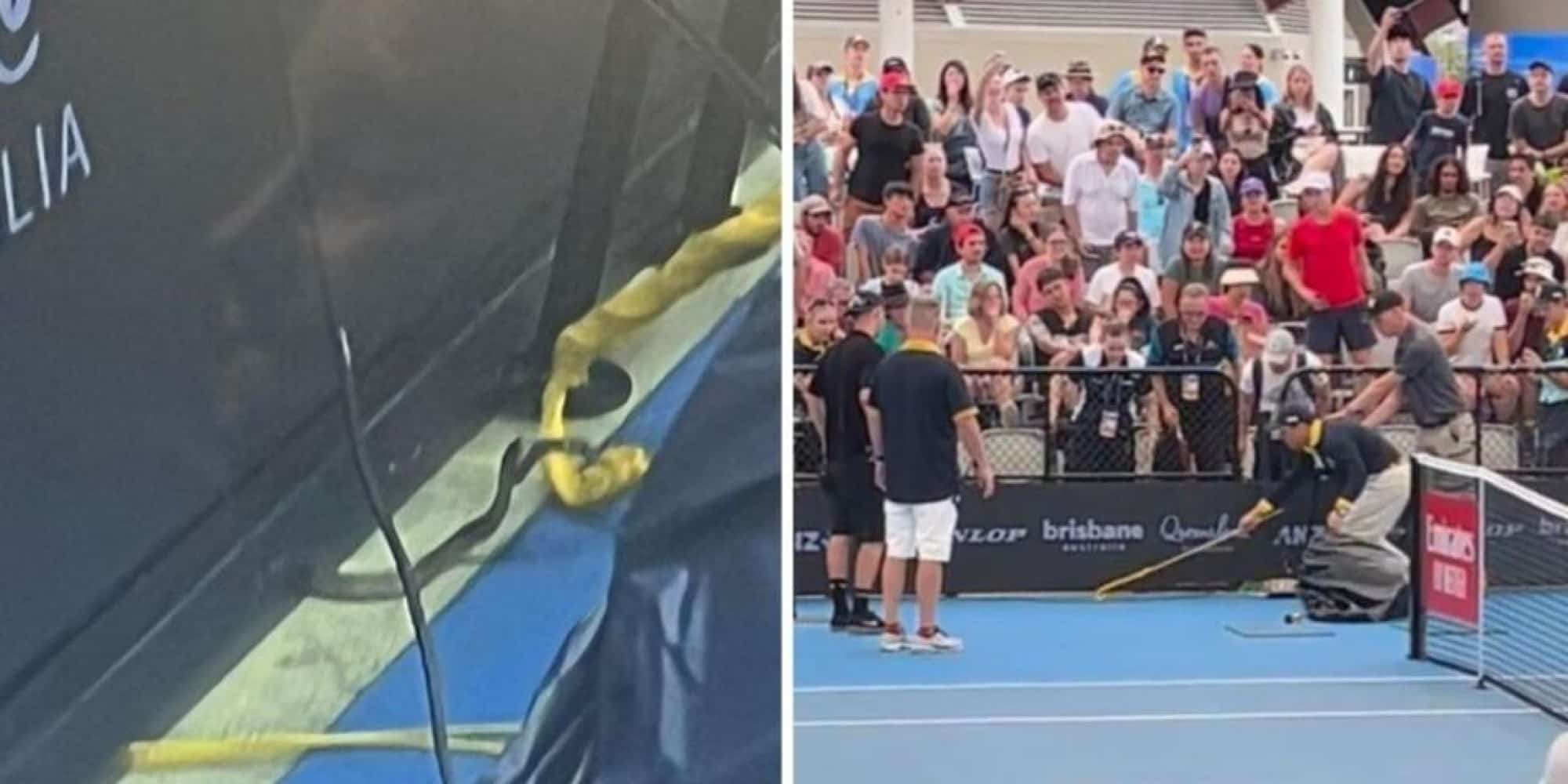 Φίδι διέκοψε αγώνα τένις
