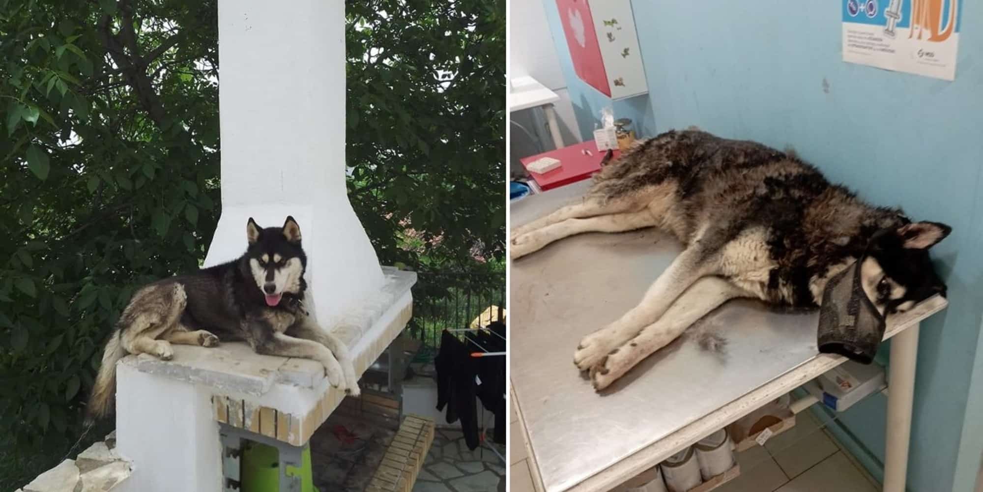To άτυχο σκυλί που κακοποιήθηκε στην Αράχωβα