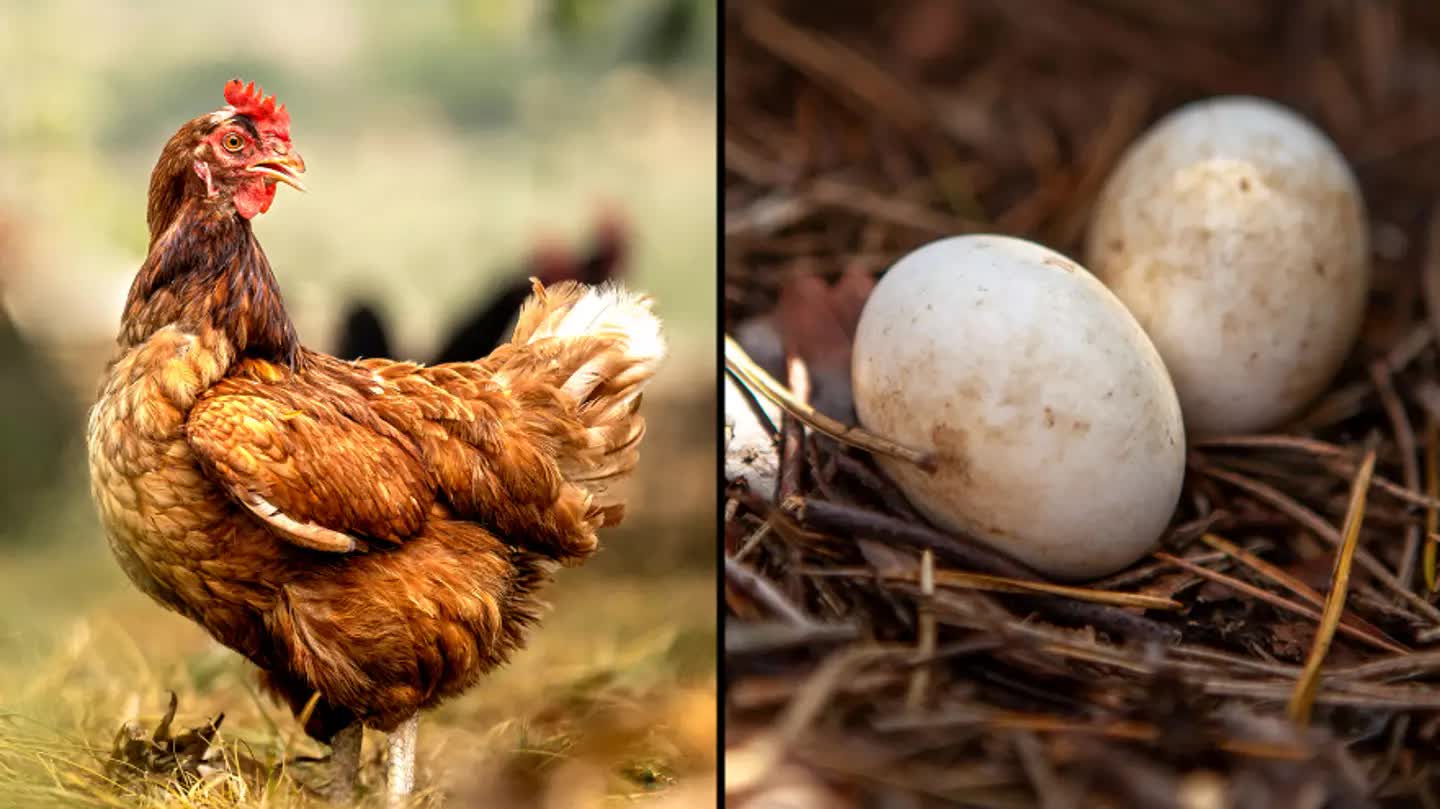 Kota aygo - Η κότα έκανε το αυγό ή το αυγό την κότα; Επιτέλους η επιστήμη απαντά!