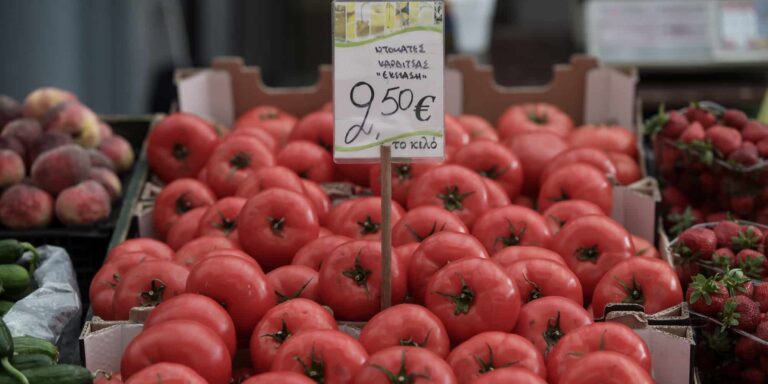 Για πέταμα το 90% της παραγωγής ντομάτας – Σε απόγνωση οι παραγωγοί