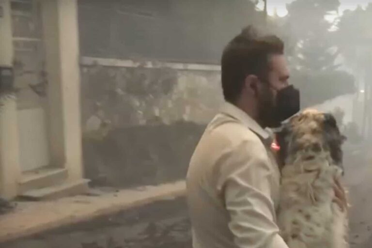 Φωτιά στην Αττική: Ρεπόρτερ έσωσε σκύλο από την πύρινη κόλαση στη Νέα Πεντέλη (βίντεο)